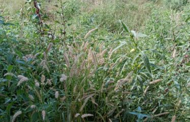 Ngaparou – Terrain de 4 000 m2 à vendre.BT288.