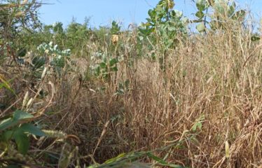 Nguérigne/Sinthiane : terrain de 593 m2 à vendre.BT292.