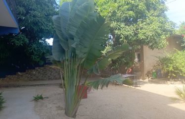 Nianing – villa de 6 chambres avec piscine à vendre.BV400.