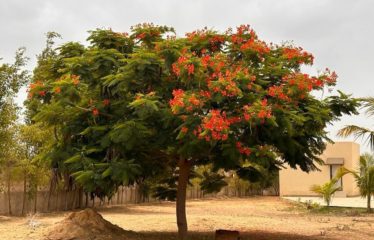 Nguekhokh – Villa 6 chambres avec piscine sur 2 hectares à vendre.BV495.