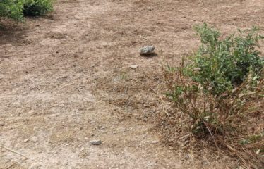 Nguekokh – Terrain de 7 052 m2 à vendre.BT298.