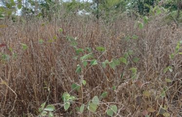 Sandiara/Mbour – Terrain de 21 613 m2 à vendre.BT309