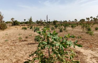 Ndiobene – Thies – Terrain de 7 361 m2 à vendre.BT314