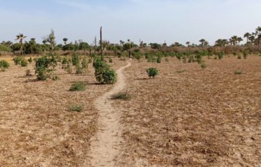 Ndiobene – Thies – Terrain de 7 361 m2 à vendre.BT314